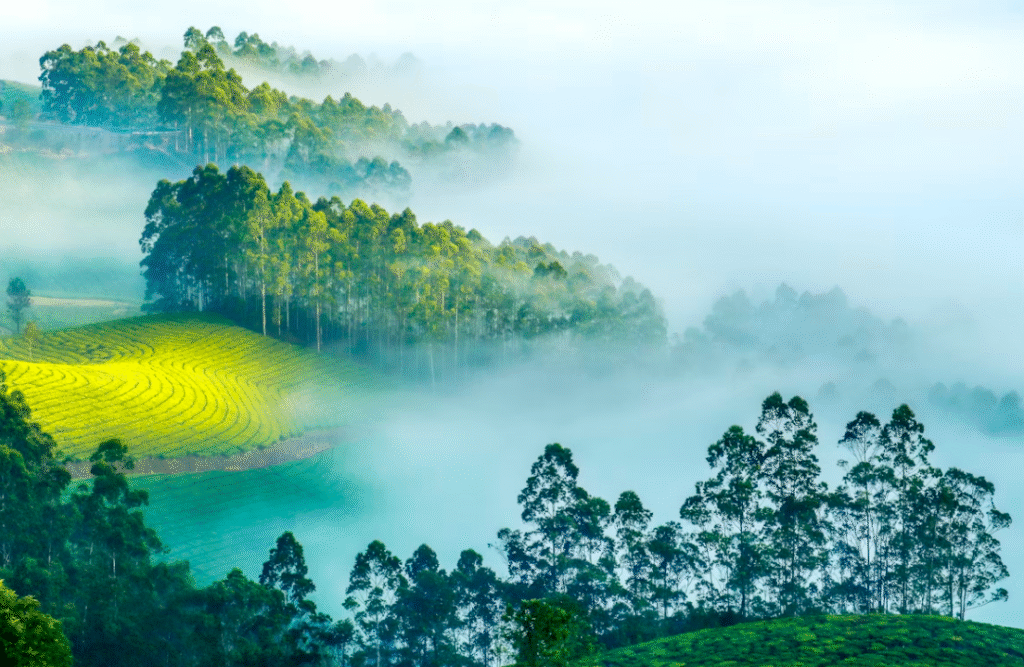 Why Munnar Should Be on Every Traveller’s Bucket List Why Munnar Should Be on Every Traveller’s Bucket List